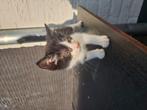 Boerderijkitten te koop, Dieren en Toebehoren, Katten en Kittens | Overige Katten, Kater