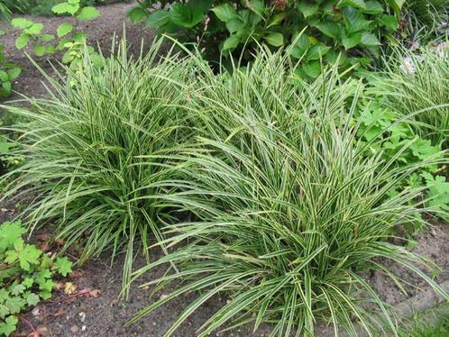 Carex morowii 'Ice Dance', Tuin en Terras, Planten | Tuinplanten, Vaste plant, Siergrassen, Volledige schaduw, Lente, Ophalen