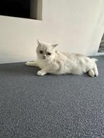 Brits Korthaar kater & poes, Meerdere dieren, Ontwormd, 0 tot 2 jaar
