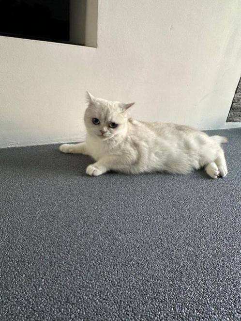 Brits Korthaar kater & poes, Dieren en Toebehoren, Katten en Kittens | Raskatten | Korthaar, Meerdere dieren, 0 tot 2 jaar, Ontwormd