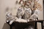 Silver shaded perzische langhaar kruising, Snowy, Dieren en Toebehoren, Katten en Kittens | Raskatten | Langhaar, Kater, Gechipt