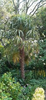 Palmboom, Ophalen of Verzenden, Volle zon, Palmboom