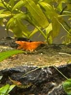 Orange sakura garnalen, Dieren en Toebehoren, Kreeft, Krab of Garnaal