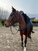 Bijrijder aangeboden bijrijd/verzorgpaard gezocht, Dieren en Toebehoren, Paarden en Pony's | Overige Paardenspullen, Ophalen of Verzenden