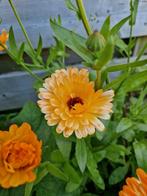 Goudsbloem zaden €1, Ophalen of Verzenden, Volle zon
