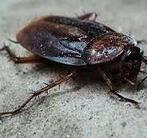 Multitect ongediertebestrijding Amsterdam.