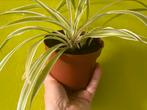 Chlorophytum variegatum graslelie, Overige soorten, Minder dan 100 cm, Halfschaduw, Bloeiende kamerplant