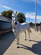 Ster merrie 2007 cassini II x Hinault, Dieren en Toebehoren, Paarden, Merrie, 160 tot 165 cm, Gechipt, 11 jaar of ouder
