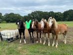 Meerdere mooie C ponys welsh B gefokt, Dieren en Toebehoren, Pony's, Hengst, C pony (1.27m tot 1.37m), 3 tot 6 jaar