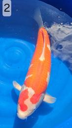 Kohaku - 2 stap - uniek patroon - Matsue- 56cm-female-6jr, Karper of Koi
