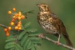 Zanglijster man, Dieren en Toebehoren, Mannelijk, Wildzangvogel, Geringd