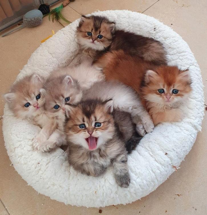 Britse Kort/Langhaar kittens Stamboom black/blue golden/silv, Dieren en Toebehoren, Katten en Kittens | Raskatten | Korthaar, Meerdere dieren