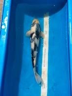 Koi Shiro 55cm, Karper of Koi