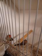 Mooi koppel  binsen astrildes, Dieren en Toebehoren, Vogels | Overige Vogels, Meerdere dieren