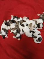 lieve ,leuke raszuivere shih tzu pups, Overige rassen, Meerdere, Meerdere dieren, Nederland