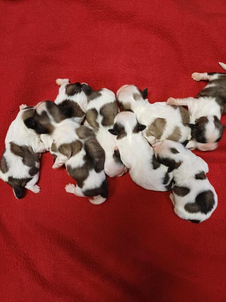 lieve ,leuke raszuivere shih tzu pups, Dieren en Toebehoren, Honden | Chihuahua's en Gezelschapshonden, Meerdere dieren, Overige rassen
