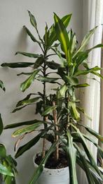 6 yr old Dracaena Fragrans Massangeana | 4 plants pot, Ophalen, 100 tot 150 cm, Overige soorten, In pot