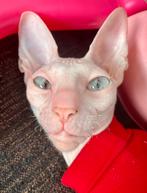 Cornish rex poes, Poes