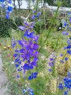 Consolida ajacis - Valse Ridderspoor zaden, Ophalen of Verzenden, Voorjaar, Volle zon, Zaad