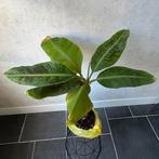 Bananenplant Musa Tropicana, Ophalen, Overige soorten, Halfschaduw, Minder dan 100 cm