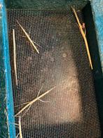 Wandelende takken te koop, Dieren en Toebehoren, Overige Dieren, Januari, Geslacht onbekend