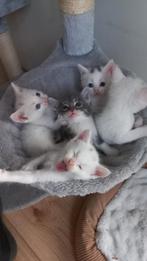 X Maine coon Europese korthaar, Dieren en Toebehoren, Katten en Kittens | Raskatten | Langhaar, Meerdere dieren
