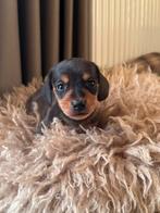 Dwerg teckel pupjes, België, Particulier, HCC (leverziekte), Reu