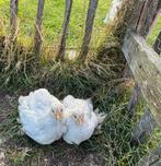 Brahma isabel kuikens te koop, Dieren en Toebehoren, Pluimvee, Geslacht onbekend, Kip