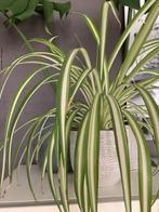 Kamerplanten incl pot va. €2,50, o.a. graslelie, gatenplant, Ophalen, Overige soorten, Halfschaduw, In pot
