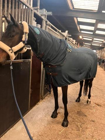 Recuptex met hals Kentucky beschikbaar voor biedingen