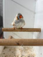 Te koop jonge masker grijs zebravink man, Dieren en Toebehoren, Mannelijk, Tropenvogel