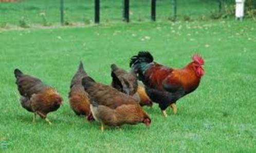 Welsumer kippen., Dieren en Toebehoren, Pluimvee, Kip, Vrouwelijk
