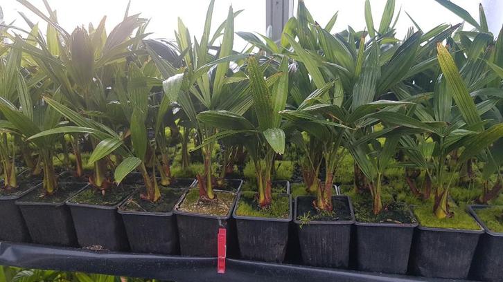 Palmboom fortunei trachycarpus 40cm hoog, Tuin en Terras, Planten | Tuinplanten, Vaste plant, Overige soorten, Volle zon, Bloeit niet