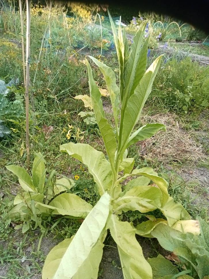 Nicotiana tabacum Negro - Tabaksplant Negro zaden, Tuin en Terras, Bloembollen en Zaden, Zaad, Gehele jaar, Volle zon, Ophalen of Verzenden