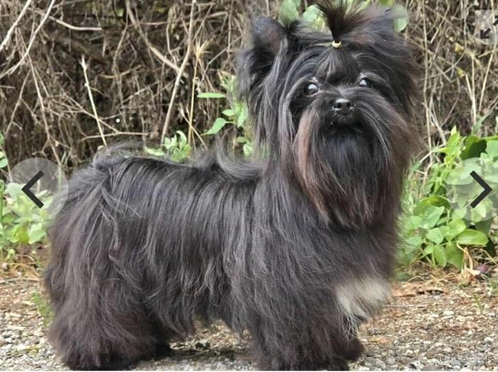 Yorkshire terrier black, Dieren en Toebehoren, Honden | Jack Russells en Terriërs, Reu, Yorkshire Terriër, Particulier, Eén hond
