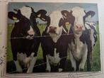 Canvas koeien doek decoratie tuin binnen, Huis en Inrichting, Woonaccessoires | Schilderijen, Tekeningen en Foto's, Ophalen, 75 tot 100 cm
