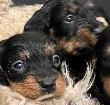 Te koop erg mooie speelse ruwharige dwerg teckel pup pups beschikbaar voor biedingen