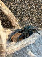 Green bottle blue volwassen vrouw, Dieren en Toebehoren, Insecten en Spinnen, Spin of Schorpioen