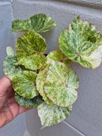 Begonia Rouge Variegata p12 (5), Ophalen of Verzenden, Halfschaduw, Minder dan 100 cm