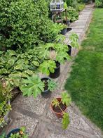 Tetrapanax stekken aangeboden  tropische planten winterhard, Tuin en Terras, Vaste plant, Halfschaduw, Zomer, Ophalen