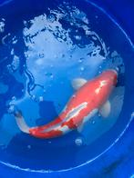 Doitsu kohaku 50 cm japanse koi vis vissen koikarper, Dieren en Toebehoren, Karper of Koi