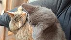 2 lieve zusjes kittens, Dieren en Toebehoren, Katten en Kittens | Overige Katten, Poes, Kortharig, 0 tot 2 jaar