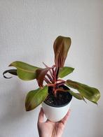 Philodendron prince of orange plant, Huis en Inrichting, Kamerplanten, Overige soorten, Minder dan 100 cm, Halfschaduw, In pot