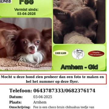 Onze kleine fee is vermist beschikbaar voor biedingen
