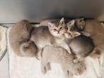 3 Britse Korthaar kittens, Blue Golden Shaded, Lilac, Fawn, Dieren en Toebehoren, Katten en Kittens | Raskatten | Korthaar, Meerdere dieren