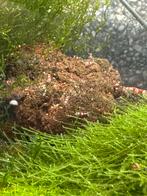 Caridina crystal red garnalen op kraanwater, Dieren en Toebehoren, Kreeft, Krab of Garnaal