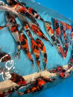 Mooie japanse koi, Dieren en Toebehoren, Vissen | Vijvervissen, Karper of Koi