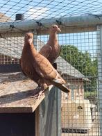 Kleurpostduif kleurpostduiven., Dieren en Toebehoren, Vogels | Duiven, Geslacht onbekend, Postduif