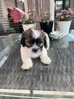 Lieve Boomer Pups te Koop – 1 Teefje & 1 Reutje! ️, Dieren en Toebehoren, Honden | Chihuahua's en Gezelschapshonden, Overige rassen