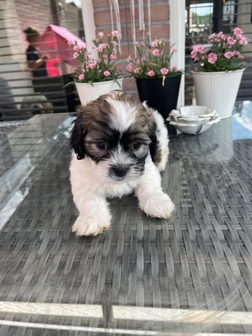 Lieve Boomer Pups te Koop – 1 Teefje & 1 Reutje! ️, Dieren en Toebehoren, Honden | Chihuahua's en Gezelschapshonden, Meerdere dieren
